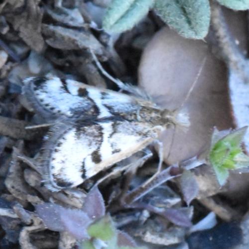 Titanio tarraconensis